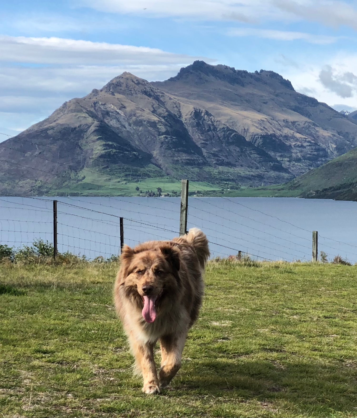 Puppy-Love-Queenstown-Raw-Food-For-Dogs-Testimonials-Charlie