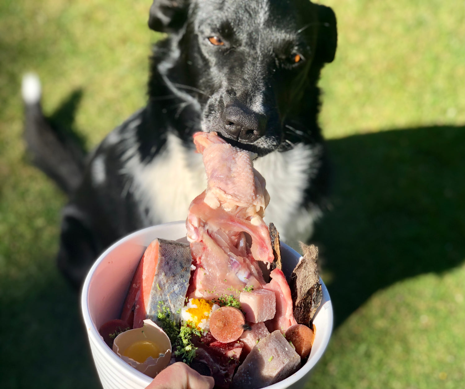 Puppy-Love-Queenstown-Raw-Food-For-Dogs-Bass