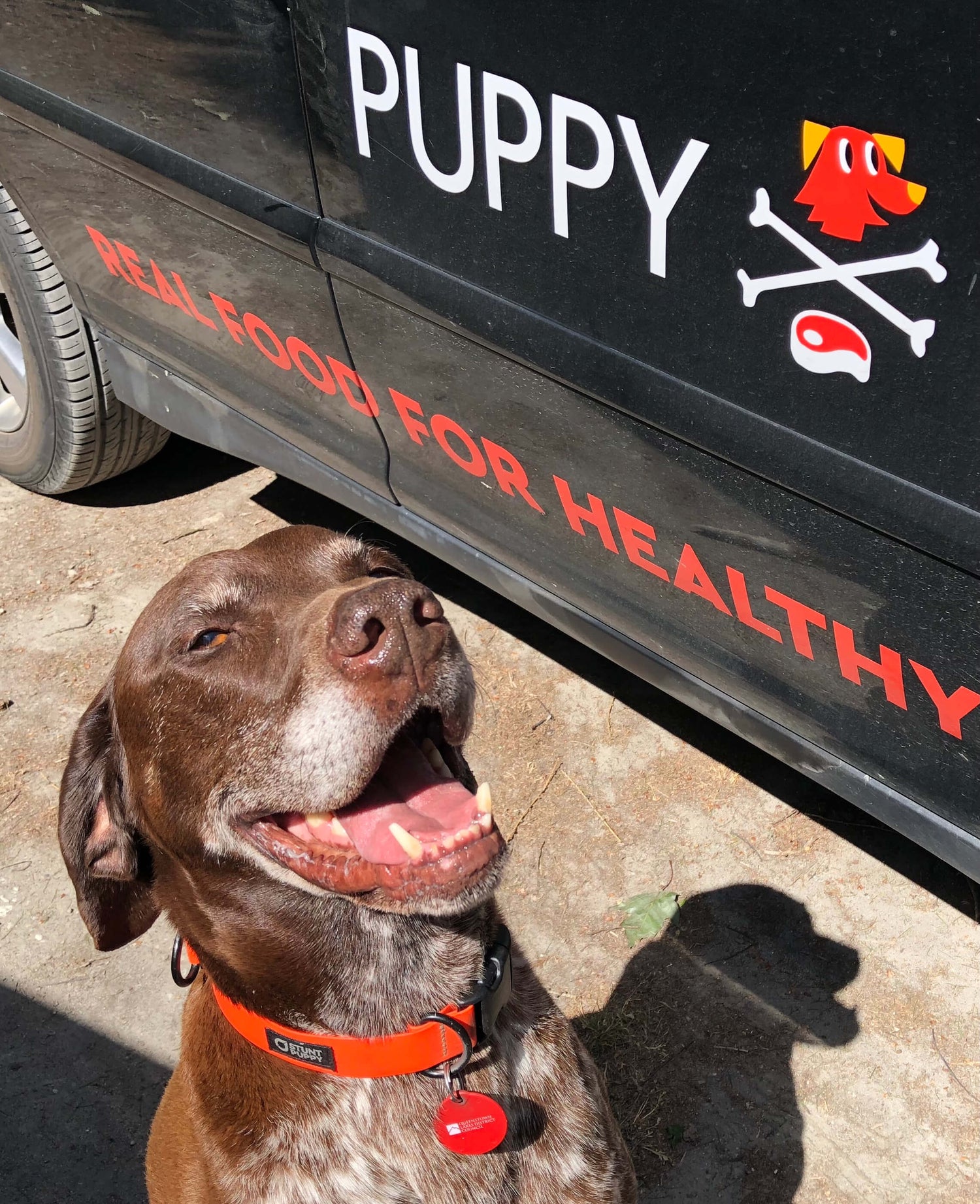 Puppy-Love-Queenstown-Raw-Food-For-Dogs-Raw-Feeding-Guide