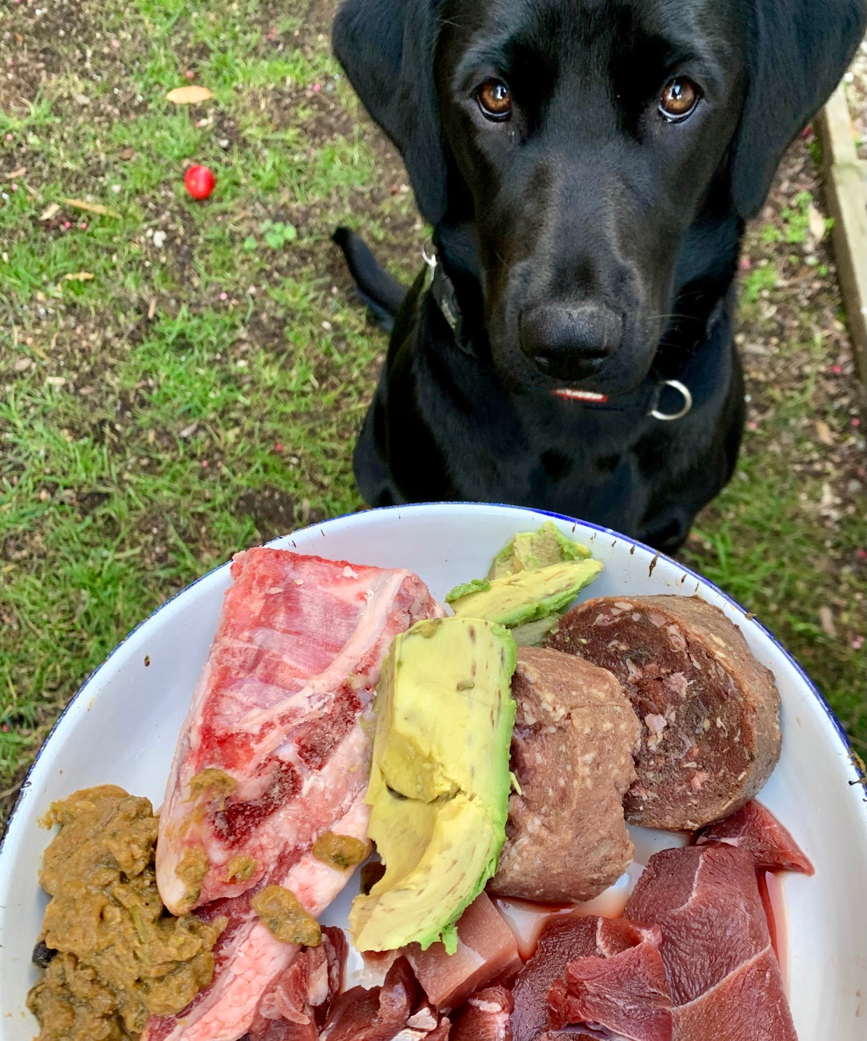 Puppy-Love-Queenstown-Raw-Food-For-Dogs-Testimonials-Laluna