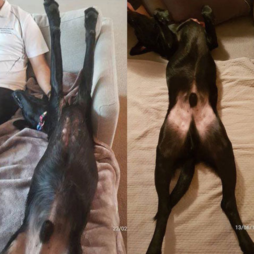 Puppy-Love-Queenstown-Raw-Food-For-Dogs-Testimonials-Jake