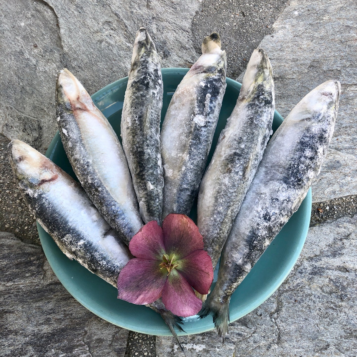 PILCHARDS - whole fish