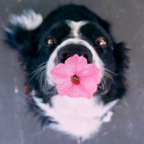 New Border Control  25 kg dog - 3.5 kgs Fresh Food