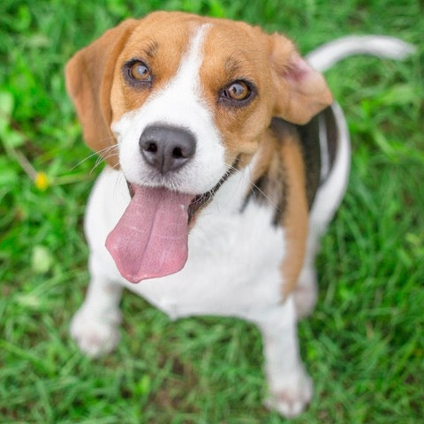 New Snoop Dog 20 kg dog - 2.8 kgs Fresh Food