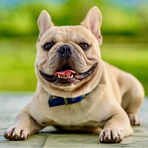 New Bark Box 10Kg Dog - 1.4Kg Fresh Food