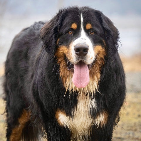 New Wild Pack 40 kg dog - 5.6 kgs Fresh Food