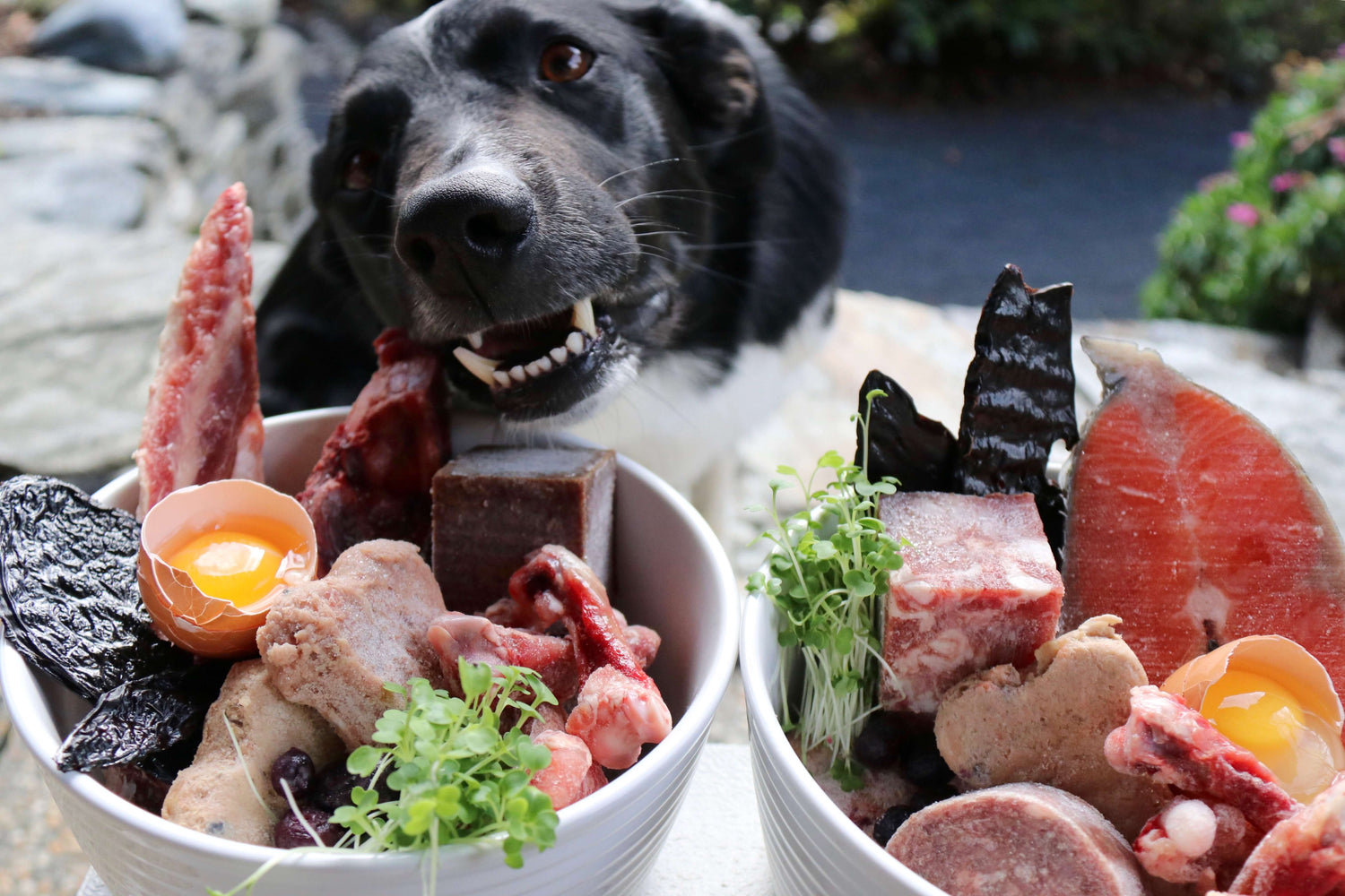 Puppy-Love-Queenstown-Raw-Food-For-Dogs-Home-Page-Dog-Bowl