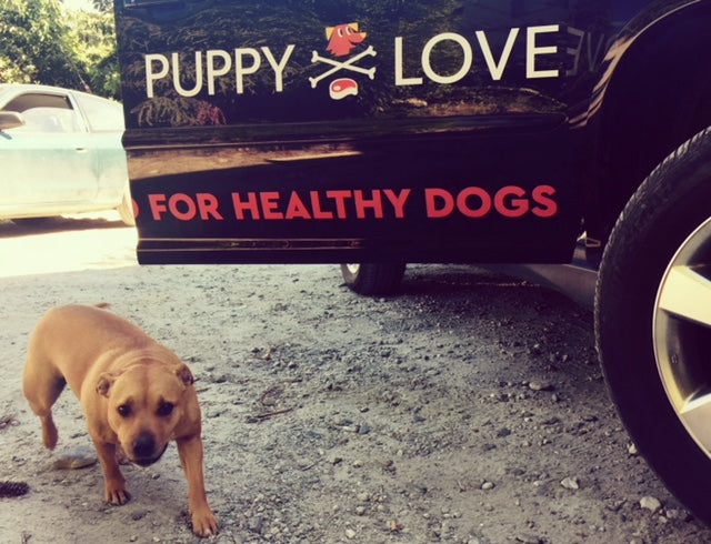 Puppy-Love-Queenstown-Raw-Food-For-Dogs-Lil-Bee