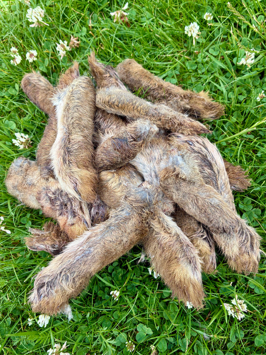 RABBIT FEET - air-dried