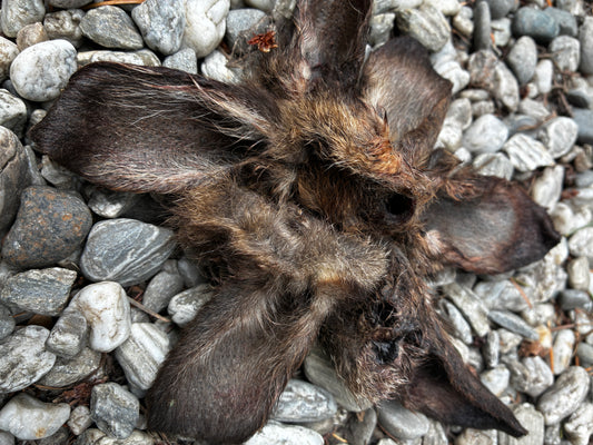 WILD WALLABY EARS - air-dried